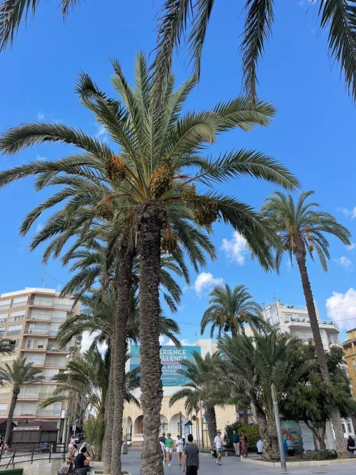 Apartment in Torrevieja, Valencian Community