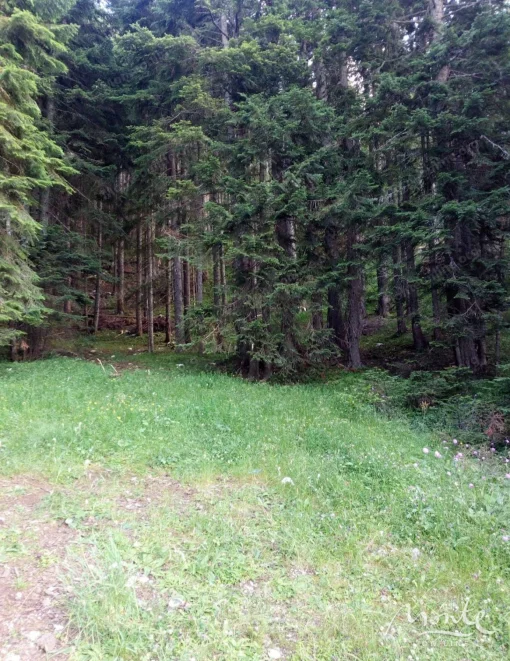 Land plot near the center of Zabljak, Montenegro